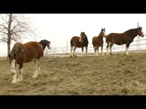 Budweiser Release New Clydesdale Commercial